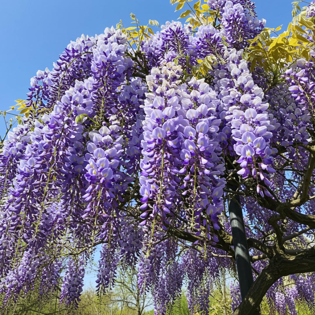 Amazon.com : 5 Purple Wisteria Vine Plants – Approx. 12
